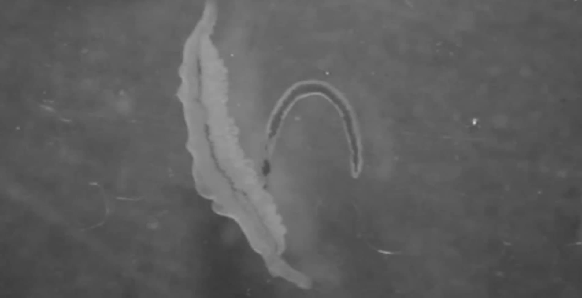 Parasitosis fuera de control