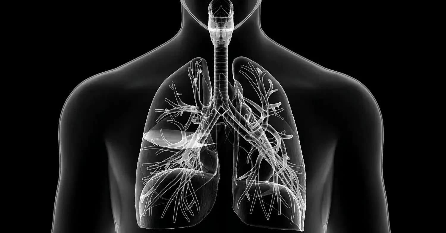 Pulmones