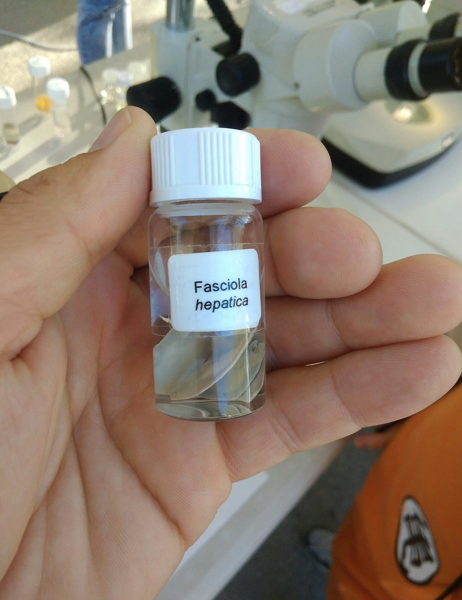 Fasciola