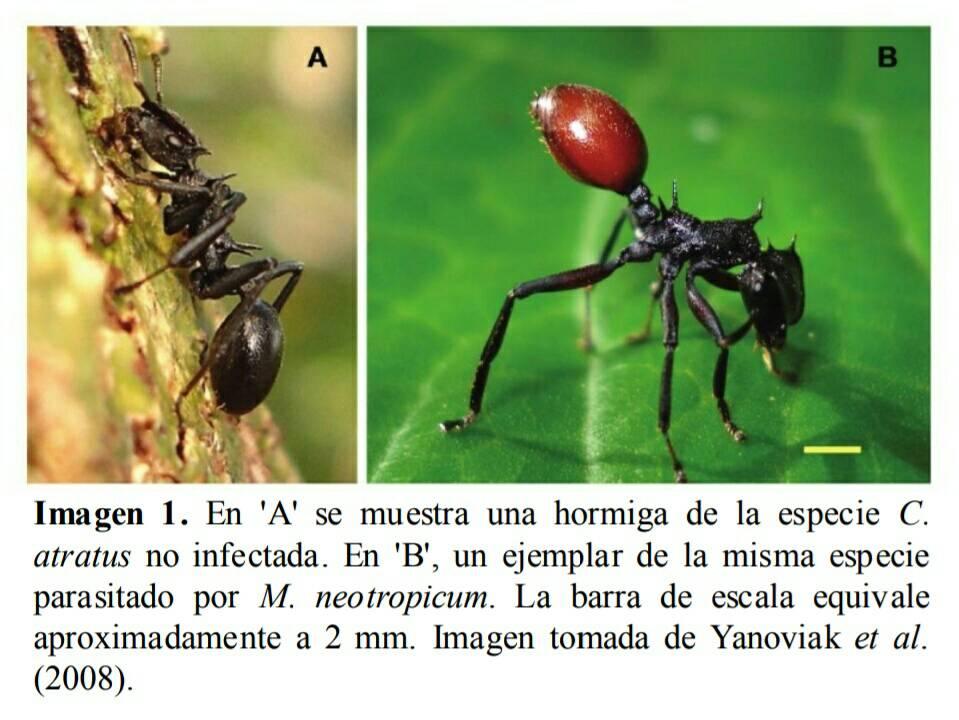 Hormiga