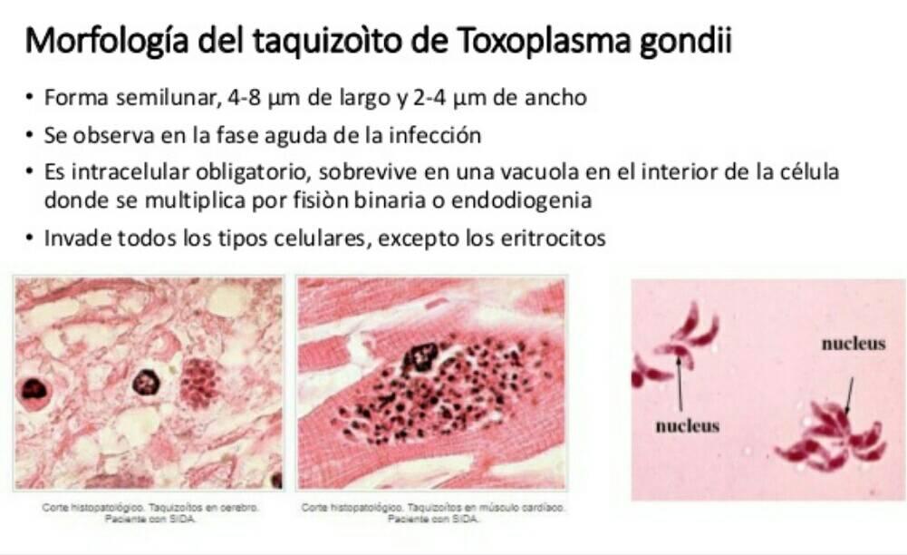 Taquizoito
