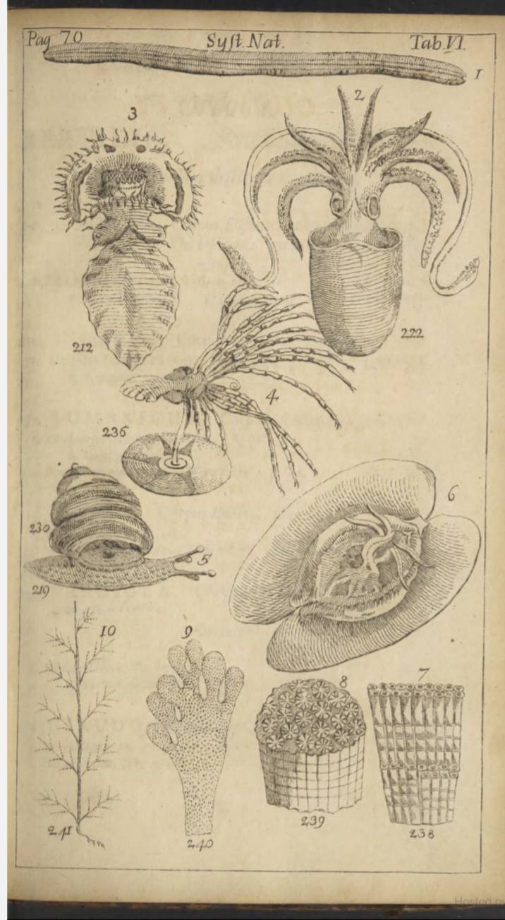 Libro Systema Naturae de Carlos Lineo