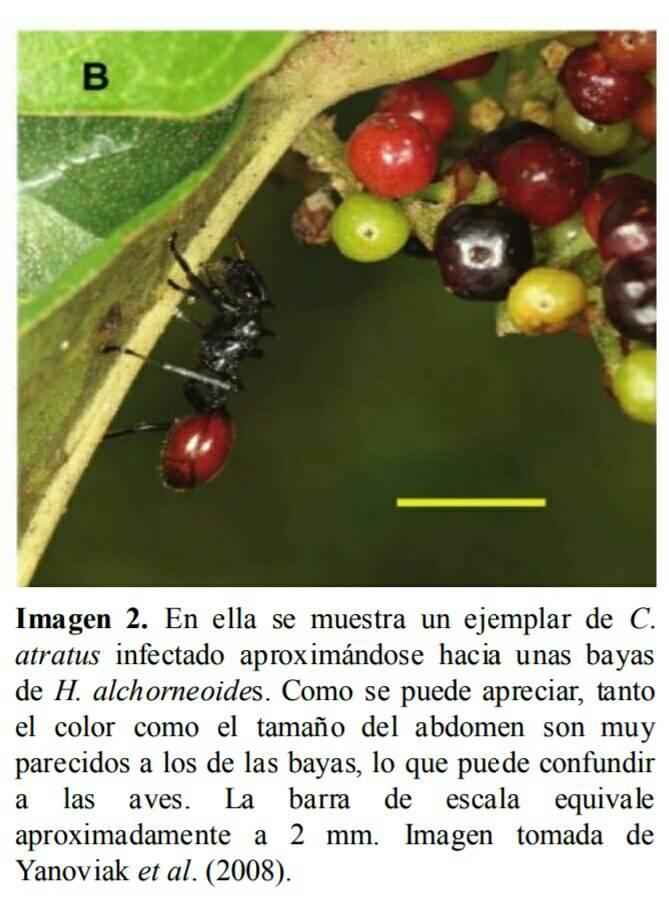 Hormiga