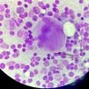 Microscopio