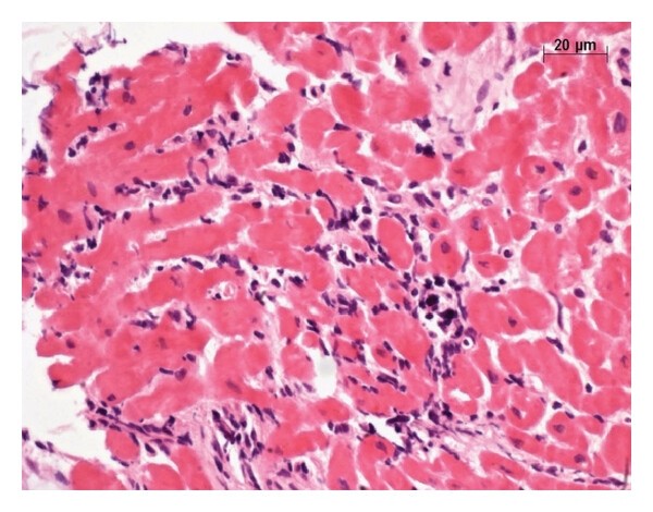 Microscopio