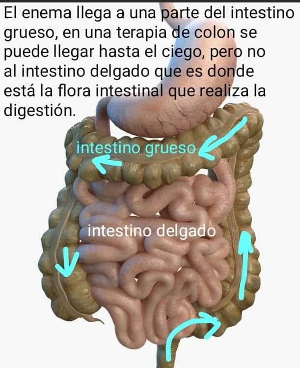 Detalles enema en intestinos